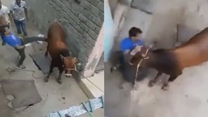 కనికరం లేకుండా దాడి చేస్తుంటే తిరగబడిన ఆవు.. మాములుగా కుమ్మలేదుగా.. వైరల్ అవుతున్న వీడియో..