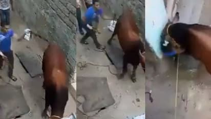ಬಾಲ ತಿರುಚಿದವನಿಗೆ ಬಾಯಿಗೆ ಬರುವಂತೆ ಮಾಡಿದ ಹಸು: ವಿಡಿಯೋ ವೈರಲ್ 