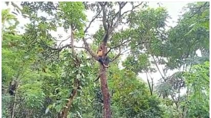 കുരങ്ങ് ശല്യത്തിൽ പൊറുതിമുട്ടി; മരത്തിന് മുകളിൽ കയറി ആത്മഹത്യാ ശ്രമവുമായി കർഷകൻ 