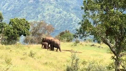 मानसून का स्वागत करने हाथियों का एक परिवार जंगल में खास दिशा में चल पड़ा, वीडियो देखिए.. अद्भुत है ये नजारा