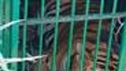 கல்லூரியில் நுழைந்த புலி.. 5,000 மாணவர்களுக்கு விடுமுறை.. 10 நாட்களுக்கு பின் பிடிப்பட்ட பின்னணி..