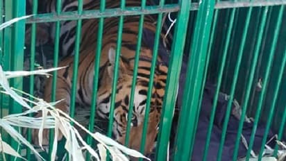 രണ്ടാഴ്ച ഒരു ക്യാംപസ് വിറപ്പിച്ചു; ഒടുവില്‍ 'വിരുതൻ' പിടിയില്‍