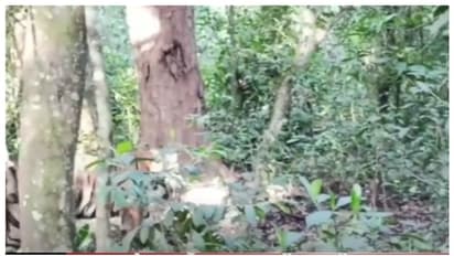 പെരിയാര് സങ്കേതത്തിലെ തടാകത്തില് കടുവയുടെ ജഡം, മുങ്ങിമരിച്ചതെന്ന് നിഗമനം, നാളെ പോസ്റ്റുമോര്ട്ടം