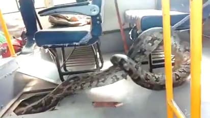 பள்ளி வேனுக்குள் 11 அடி ராட்சத மலைப்பாம்பு.. அலறிய பொதுமக்கள்! பயந்த வனத்துறை