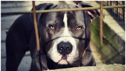 ನಿಮ್ಮ ಮನೆಯಲ್ಲಿದ್ಯಾ ಈ ತಳಿಯ ಶ್ವಾನಗಳು? 23 ಆಕ್ರಮಣಕಾರಿ Dog Breed ದೇಶದಲ್ಲಿ ಬ್ಯಾನ್‌!