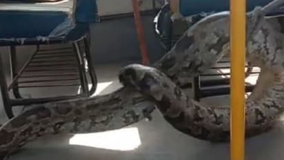 স্কুলবাসের ইঞ্জিন থেকে বেরিয়ে আসছে লম্বা অজগর, দেখুন হাড়হিম করা সেই ভিডিও