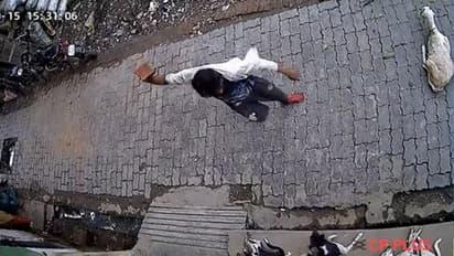 बार-बार भौंक रहे कुत्ते को कानपुर के 'जैकी' ने सुलाई मौत की नींद, ईंट से ऐसा वार देख आप भी हो जाएंगे हैरान