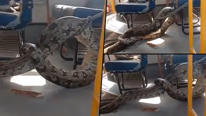 Watch: Giant python crawls inside UP school bus; rescued