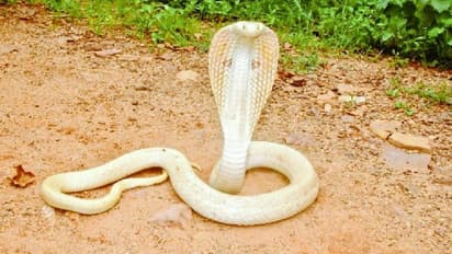 ಪುಣೆಯಲ್ಲಿ ಪತ್ತೆಯಾಯ್ತು ಅಪರೂಪದ ಬಿಳಿ ಹಾವು