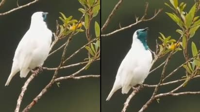 ಅಲೆಲೆ... ಈ ಪುಟ್ಟ ಹಕ್ಕಿ ಸ್ಮೋಕ್ ಮಾಡ್ತಿದ್ಯಾ... ವಿಡಿಯೋ ನೋಡಿ