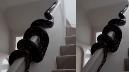 কিলবিল করে সিঁড়ি ছাড়াই ওপরে উঠছে অজগর, সুশান্ত নন্দার ভিডিও নিমেশেই ভাইরাল