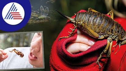 ಕೀಟಗಳ ಮೊಟ್ಟೆ ತಿನ್ತಾರೆ ಮೆಕ್ಸಿಕೋದ ಜನ, ಇದು ದೇವರ ಆಹಾರವಂತೆ !