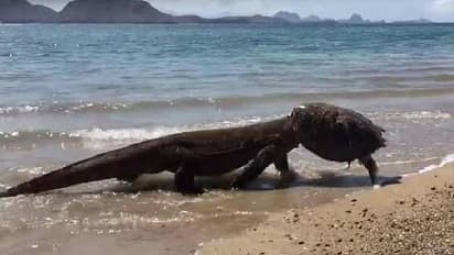 ആമയെ കൊന്ന് തിന്നു, ആമത്തോട് തൊപ്പിയാക്കി വച്ച് ഭീമൻപല്ലി!