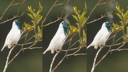 புகை கக்கும் அதிசய பறவை… வியப்பில் ஆழ்ந்த நெட்டிசன்கள்… வீடியோ வைரல்!!