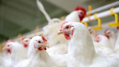 ബ്രോയിലർ കോഴിയുടെ കരൾ കഴിക്കുന്നത് സുരക്ഷിതമാണോ?