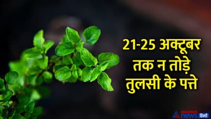 Surya Grahan 2022: ग्रहण के दौरान भोजन में रखते हैं तुलसी के पत्ते, इस बार 5 दिन पहले तोड़ कर रख लें