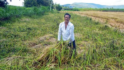 ಅನ್ನದಾತರ ನಿದ್ದೆಗೆಡಿಸಿದ ಕಣ್ಣಾ ಮುಚ್ಚಾಲೆಯ ಮಳೆ