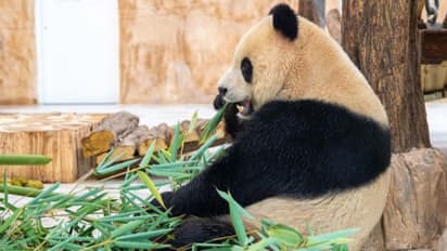 ലോകകപ്പിന് മുന്നോടിയായി ഖത്തറിന് ചൈനയുടെ സമ്മാനം; രണ്ട് ഭീമന് പാണ്ടകള് ദോഹയിലെത്തി