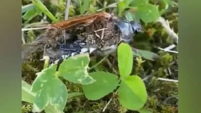 ചത്ത പ്രാണിയെ 'സോംബി' ആക്കി മാറ്റി ന്യൂറോപാരസൈറ്റ്, വീഡിയോ കണ്ട് അമ്പരന്ന് ആളുകൾ