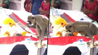 Monkey attends funeral of 'human companion', attempts to wake him up; heartwarming video goes viral