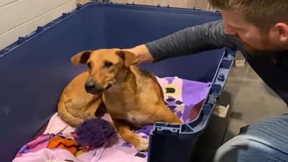 कनाडा के दंपति ने लिया भारत के देसी कुत्ते को गोद, इसमें दिखी थी उन्हें कुछ खास बात