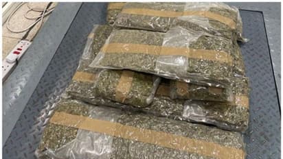 ദുബൈ വിമാനത്താവളത്തില്‍ യാത്രക്കാരന്റെ ലഗേജില്‍ നിന്ന് 12.5 കിലോഗ്രാം കഞ്ചാവ് പിടികൂടി