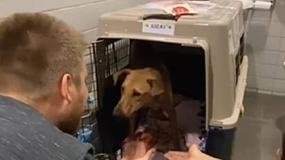 ഇന്ത്യയിൽ നിന്നും കാനഡയിലെത്തിയ നാടൻ നായ; പുതിയ വീട്ടുകാർക്കൊപ്പമുള്ള വീഡിയോ വൈറൽ