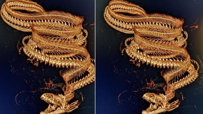 ಇದು ಚಿನ್ನದ ನೆಕ್ಲೇಸ್ ಅಲ್ಲ: ಸಮುದ್ರ ಚಿರತೆಯ ಸಿಟಿಸ್ಕ್ಯಾನ್ ಫೋಟೋ