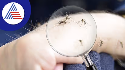 Mosquito: மழைக்காலத்தில் கொசுக்களை விரட்ட இப்படி ஒரு வழி  இருக்கா..? அடடே..! இவ்வளவு நாள் தெரியாமல் போச்சே..!