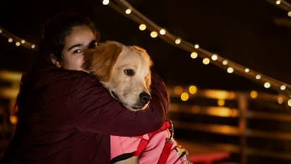 Diwali 2022: 5 tips to take care of pets, stray animals during Deepavali