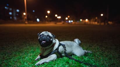 Noida Authority to impose Rs 10,000 fine to pet owners in case of mishap; Details here