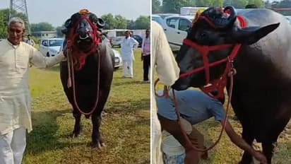 ಕೋಣನಾ ಅಂತ ಅಸಡ್ಡೆ ಬೇಡ... 10 ಕೋಟಿಯ ಮಾಲು ಈ ಹೆಮ್ಮೆಯ ಗೋಲು