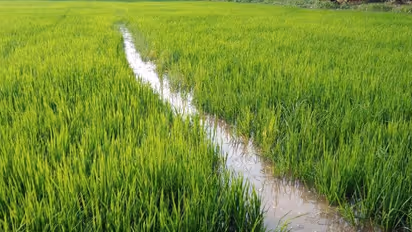  കൃഷിയും വിശ്വാസവും ; അറിയാം ചിലത് 