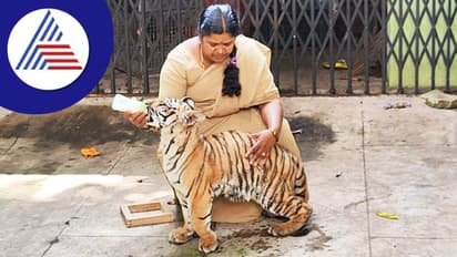 ತಾಯಿ ಇದ್ದರೂ ದೂರಾದ ಹುಲಿ ಮರಿಯನ್ನು ಆರೈಕೆ ಮಾಡಿದ್ದೇ ಬನ್ನೇರುಘಟ್ಟ ಜೈವಿಕ ಉದ್ಯಾನವನ ಸಿಬ್ಬಂದಿ!