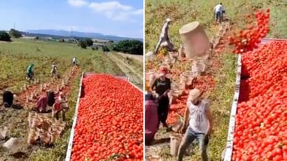 Watch: Man's unique way of loading tomatoes to the truck stuns internet