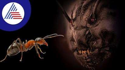 ಇದು ಹಾರರ್ ಚಿತ್ರವಲ್ಲ.. ಇರುವೆಯ ಮುಖದ ಕ್ಲೋಸ್ ಅಪ್ ಕ್ಲಿಕ್!