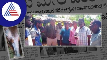 Uttara Kannada New : ನಿಲ್ಲದ ಚಿರತೆ ಉಪಟಳ; ಜಾನುವಾರು ಮೇಲೆ ದಾಳಿ