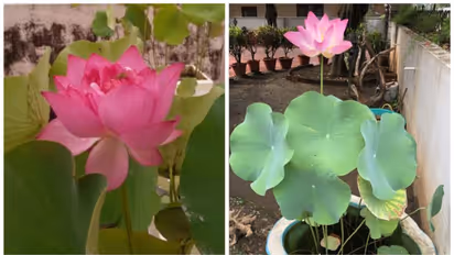 വീട്ടിൽ താമര നട്ടു വളർത്തിയാൽ ഐശ്വര്യം