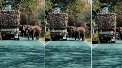 'ഞങ്ങള്ക്കുള്ള പങ്ക് എടുക്കുവാണേ'; വാഹനം തടഞ്ഞ് കാട്ടാനകളുടെ കരിമ്പ് മോഷണം; വീഡിയോ