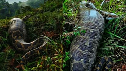 വിശന്നപ്പോൾ മുന്നിൽ കിട്ടിയത് മാനിനെ, ഇരയെ വിഴുങ്ങിയ പെരുമ്പാമ്പ് നാട്ടുകാരെ കണ്ടപ്പോൾ ഉപേക്ഷിച്ച് 'മുങ്ങി'