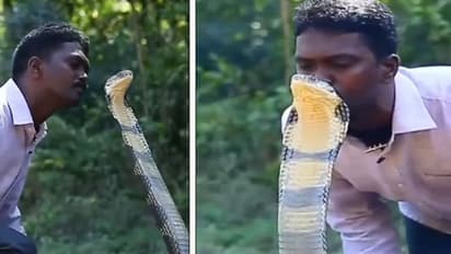 সাপের কপালে চুমু! কিং কোবরাকে আদরের রুদ্ধশ্বাস ভিডিওটি দেখুন