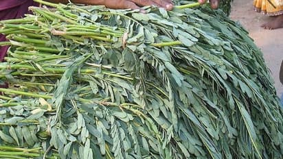 Agathi Keerai: ஆரோக்கியம் காக்கும் அகத்திக் கீரை: அளப்பரிய மருத்துவப் பலன்கள் இதோ!