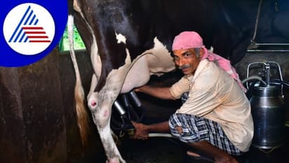 ಪಶು ಆಹಾರ ಬೆಲೆ ಏರಿಕೆ, ನಷ್ಟದಿಂದ ಹೈನುಗಾರರು ಹೈರಾಣು