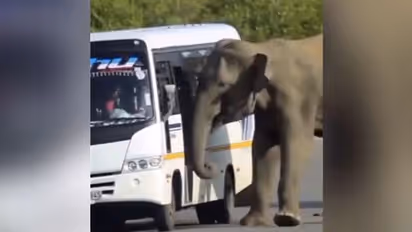 ബസിന് 'കൈകാണിച്ച്', ഡോറിലൂടെ കയറാൻ ശ്രമിക്കുന്ന ആന; വീഡിയോ