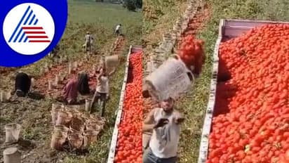 ನೀವೂ ಟೊಮ್ಯಾಟೋ ಬೆಳೆಗಾರರ... ಲಾರಿಗೆ ಹೀಗೋ ಲೋಡ್ ಮಾಡ್ಬಹುದು ನೋಡಿ