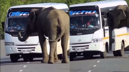 ಗಾಡಿ ನಿಲ್ಸ್ರೋ... ಬಸ್ ಅಡ್ಡ ಹಾಕಿ ಏರಲು ಬಂದ ಆನೆ : ವಿಡಿಯೋ ವೈರಲ್