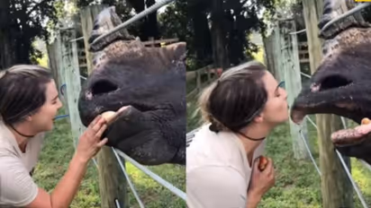 Viral Video: കണ്ടാമൃഗത്തെ ചുംബിക്കുന്ന യുവതി; വൈറലായി വീഡിയോ