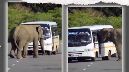 ഓടിക്കൊണ്ടിരുന്ന ബസ്സിൽ ചാടിക്കയറാൻ ശ്രമിച്ച് ആന, പിന്നീട് സംഭവിച്ചത് ഇങ്ങനെ