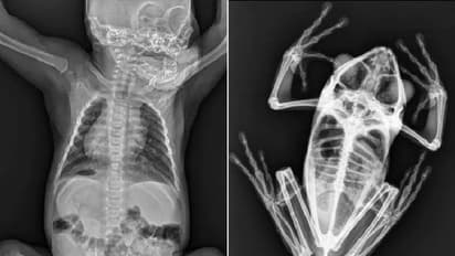 മൃഗങ്ങളുടെ എക്സ്-റേ എടുത്താൽ ഇങ്ങനെയിരിക്കും, കണ്ട് അമ്പരന്ന് സോഷ്യൽ മീഡിയ