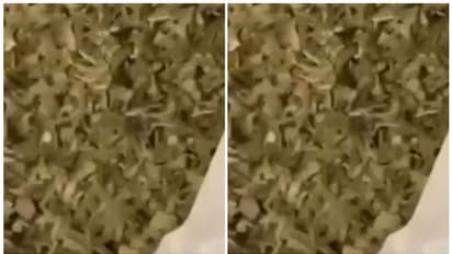 കടലാസ് പൊതികളിൽ കഞ്ചാവ്, വില 500 രൂപ! വിതരണം വിദ്യാർത്ഥികൾക്കിടയിൽ; ഗുരുവായൂരിൽ ഒഡീഷ സ്വദേശി പിടിയിൽ